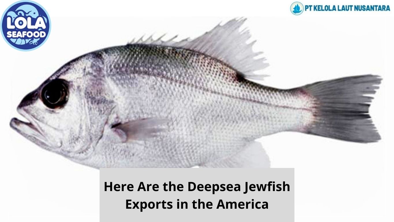 Here Are the Deepsea Jewfish Exports in the America